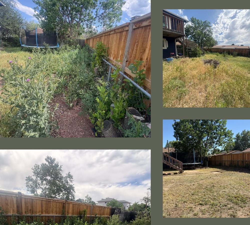 Niko yard cleanup before and after
