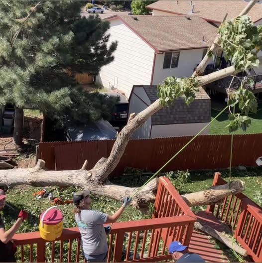 Tree work and outdoor cleanup project photo
