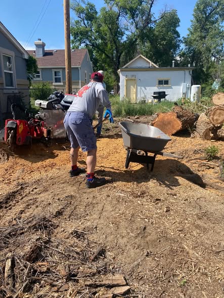 Tree removal project photo