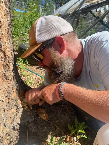 Tree service project media