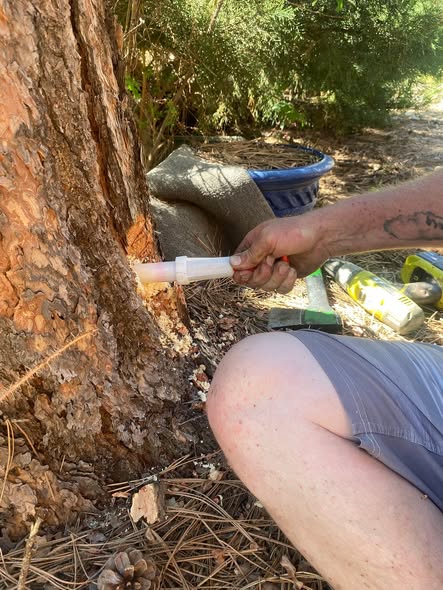 Tree service cutting or cleanup project
