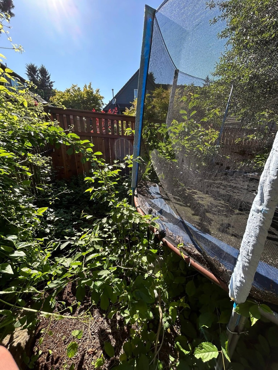 Overgrowth beside a fence before yard cleanup